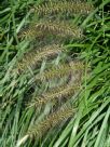 Cenchrus purpurascens Black Lea