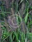 Pennisetum alopecuroides Black Lea