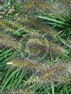Cenchrus purpurascens Black Lea