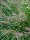 Cenchrus purpurascens Black Lea