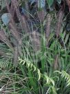 Pennisetum alopecuroides Black Lea