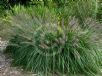 Cenchrus purpurascens Black Lea