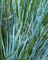 Lomandra glauca Blue Ridge