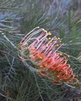 Grevillea Ninderry Sunrise