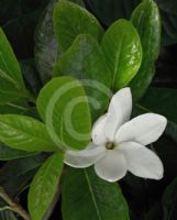 Gardenia Glennie River