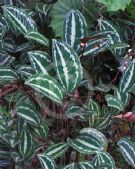 Calathea picturata Vandenheckei