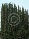 Taxus baccata Fastigiata