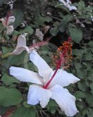 Hibiscus arnottianus