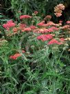 Achillea The Beacon