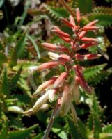 Aloe Aries