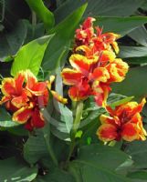 Canna generalis S. Lochner