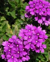 Verbena Homestead Purple