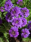 Verbena Homestead Purple