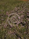 Erica cinerea Pink Ice