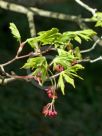 Acer japonicum Aconitifolium