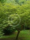 Acer japonicum Aconitifolium