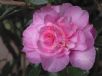 Camellia sasanqua Jennifer Susan