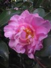 Camellia sasanqua Jennifer Susan