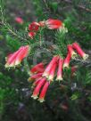 Erica versicolor