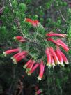 Erica versicolor