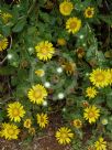 Grindelia stricta venulosa