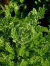 Cotula sericea