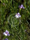 Eremophila drummondii