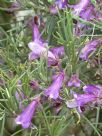 Eremophila oppositifolia
