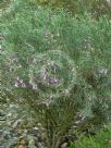 Eremophila oppositifolia