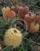 Banksia serrata Pygmy Possum