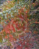 Grevillea Autumn Waterfall