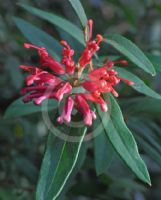 Grevillea epicroca