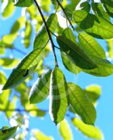 Ficus drupacea