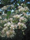 Bauhinia roxburghiana