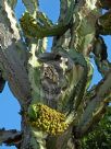 Euphorbia ingens