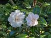 Camellia japonica Hagoromo