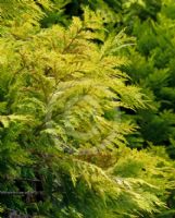 Chamaecyparis lawsoniana Aurea