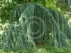 Cedrus atlantica Glauca Pendula
