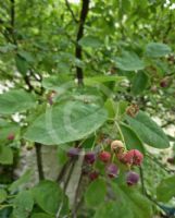 Amelanchier ovalis