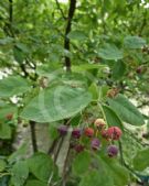 Amelanchier ovalis