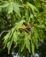 Acer palmatum Hagoromo