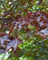 Acer platanoides Goldsworth Purple