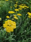 Achillea Coronation Gold