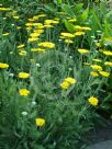 Achillea Coronation Gold