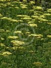 Achillea Credo