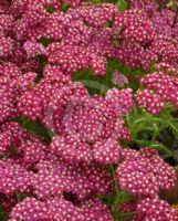 Achillea Heidi