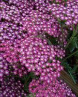 Achillea millefolium Cerise Queen