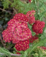 Achillea millefolium Red Velvet