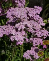 Achillea Pretty Belinda