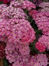 Achillea millefolium Rose Madder